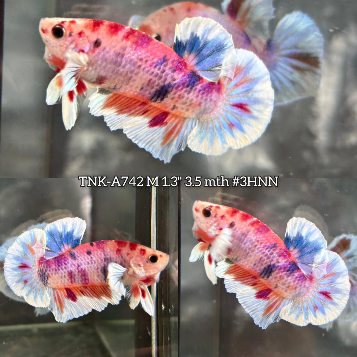Live Male Betta Candy Multicolors Dumbo Plakat (TNK-A742) High quality What you see What you get!!
