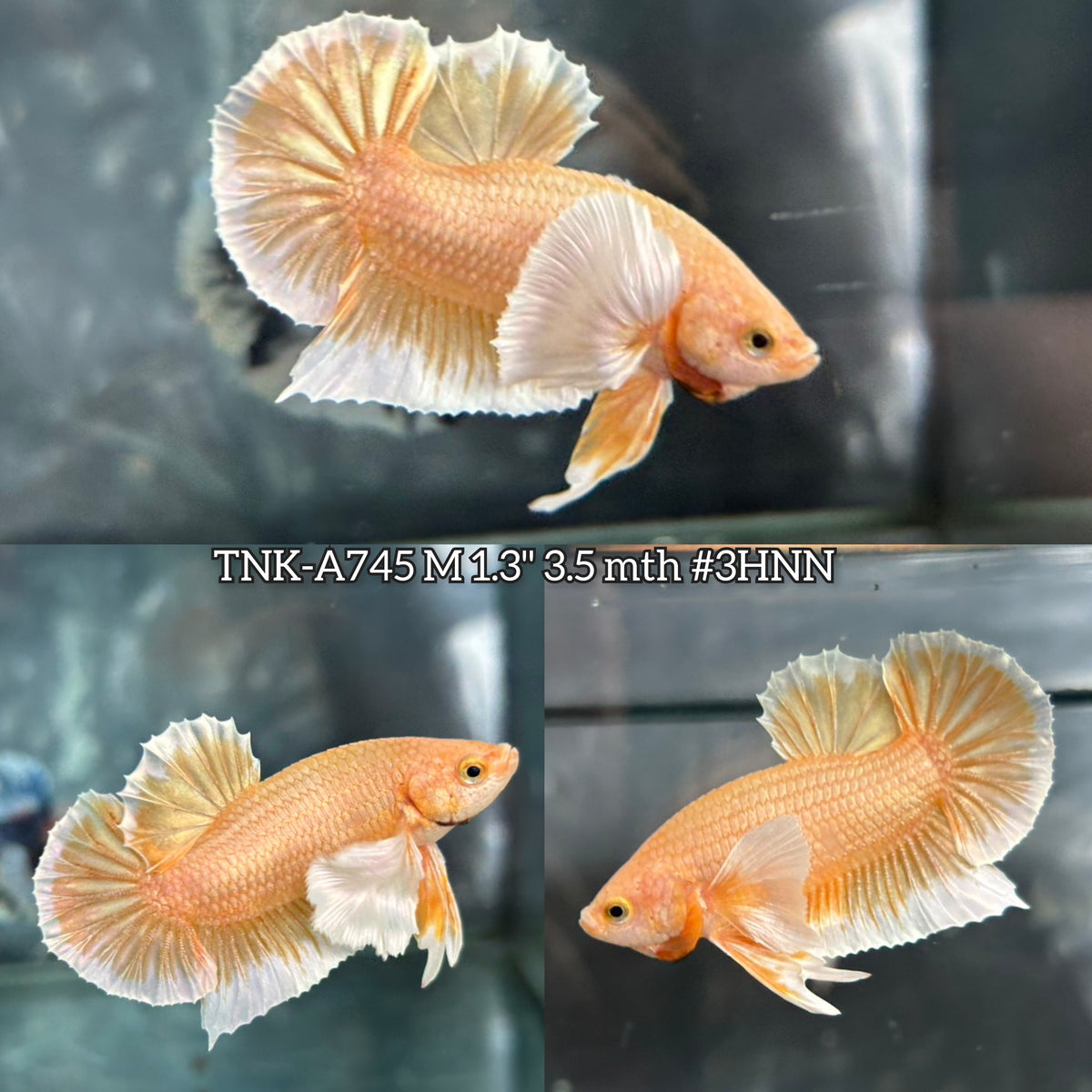 Live Male Betta Platinum Gold Colors Dumbo big ear Plakat (TNK-A745) High quality What you see What you get!!