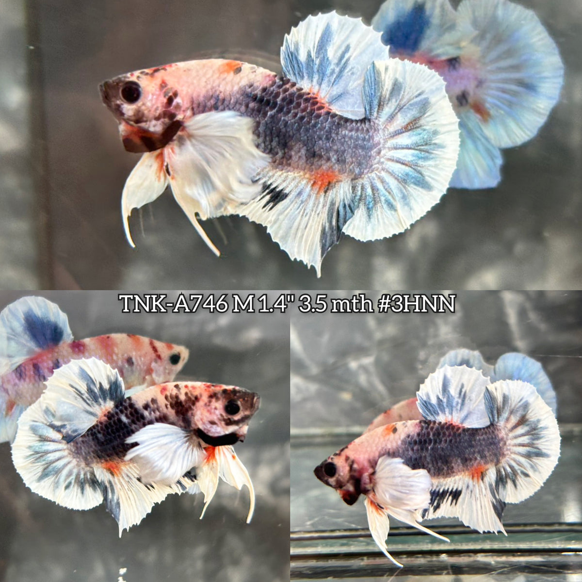 Live Male Betta Fancy Marble Dumbo big ear Plakat (TNK-A746) High quality What you see What you get!!