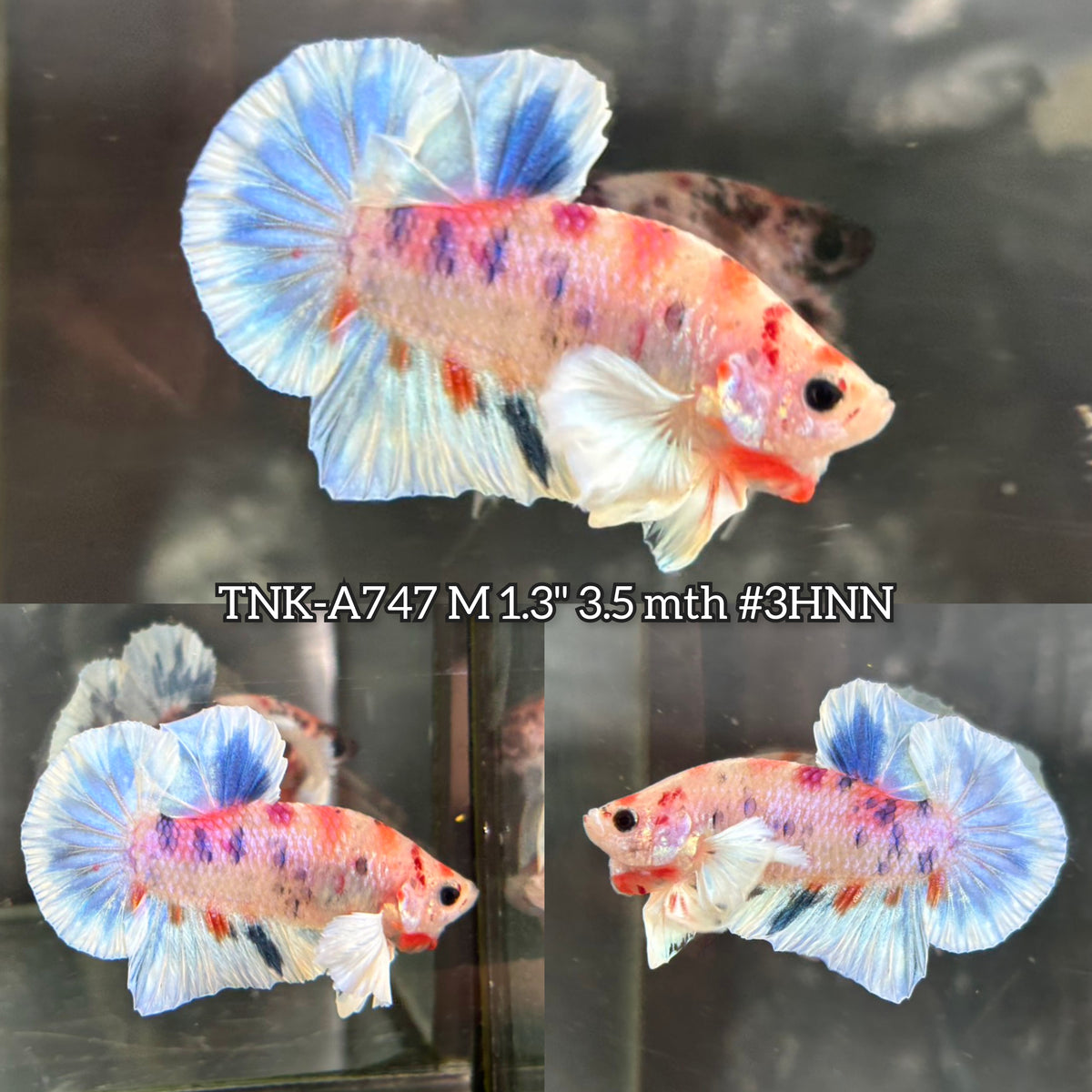 Live Male Betta Candy Koi Dumbo big ear Plakat (TNK-A747) High quality What you see What you get!!