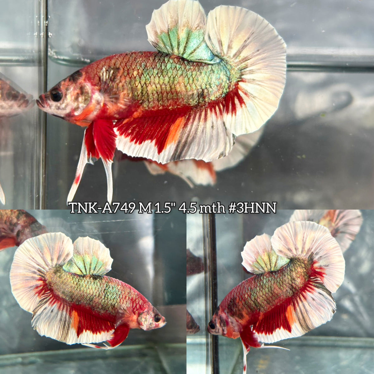 Live Male Betta Red Metallic Koi Plakat (TNK-A749) High quality What you see What you get!!
