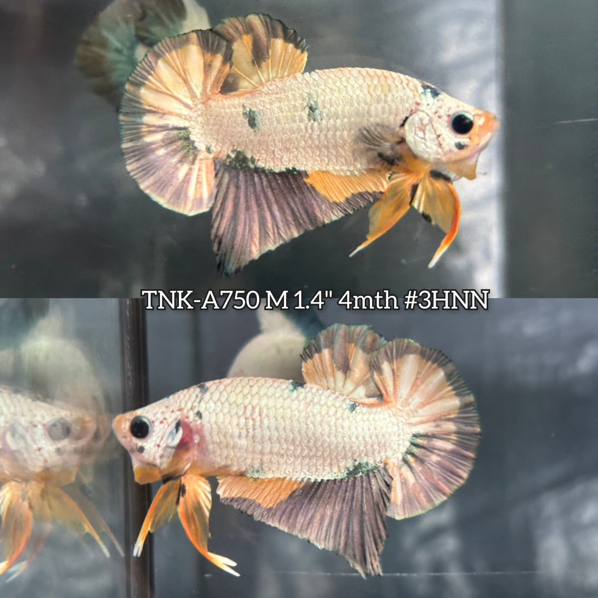 Live Male Betta Fancy Copper Dragon Plakat (TNK-A750) High quality What you see What you get!!