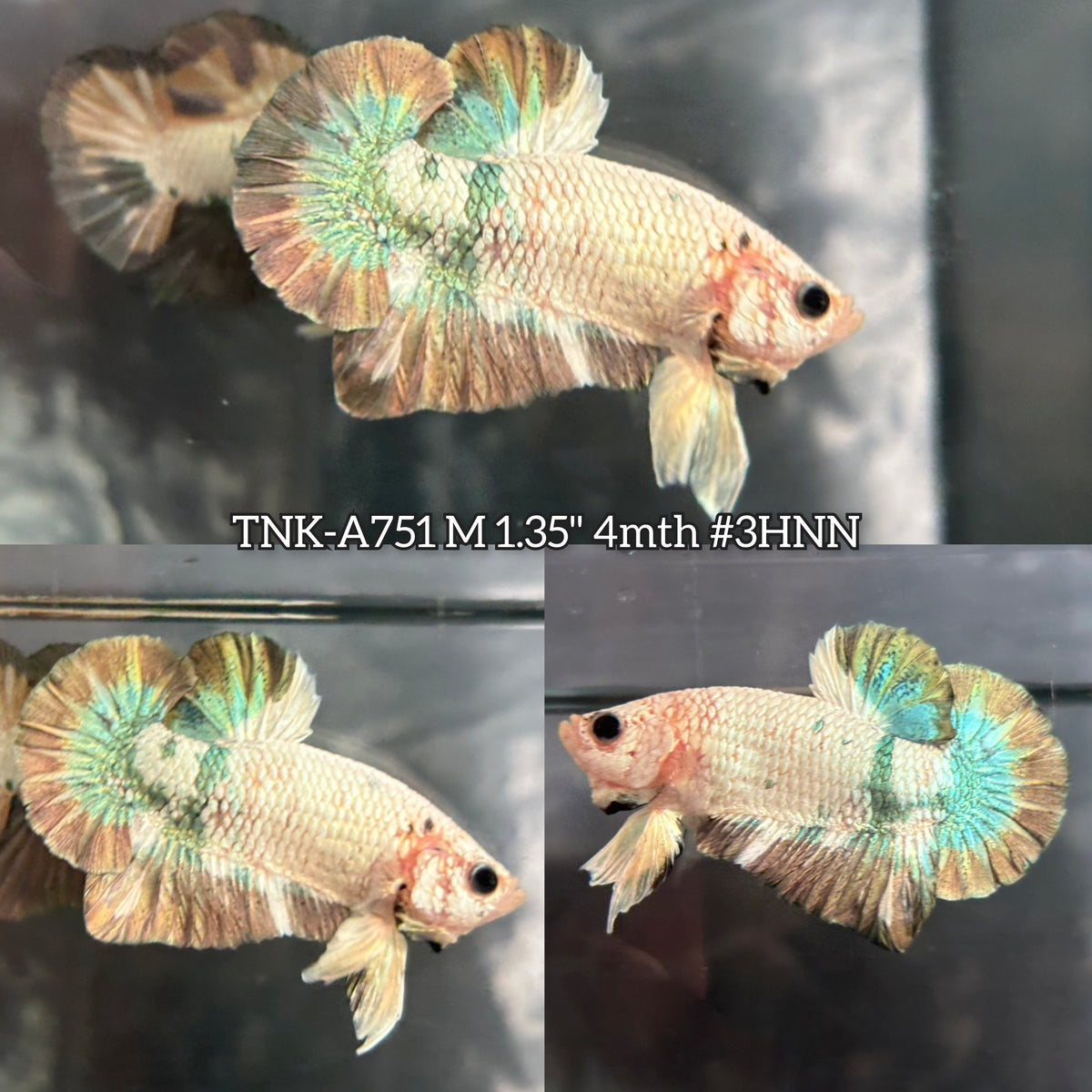 Live Male Betta Copper Rim Marble Plakat (TNK-A751) High quality What you see What you get!!
