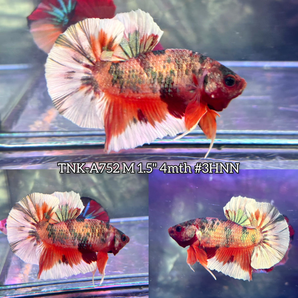 Live Male Betta Orange Nemo Metallic Plakat (TNK-A752) High quality What you see What you get!!