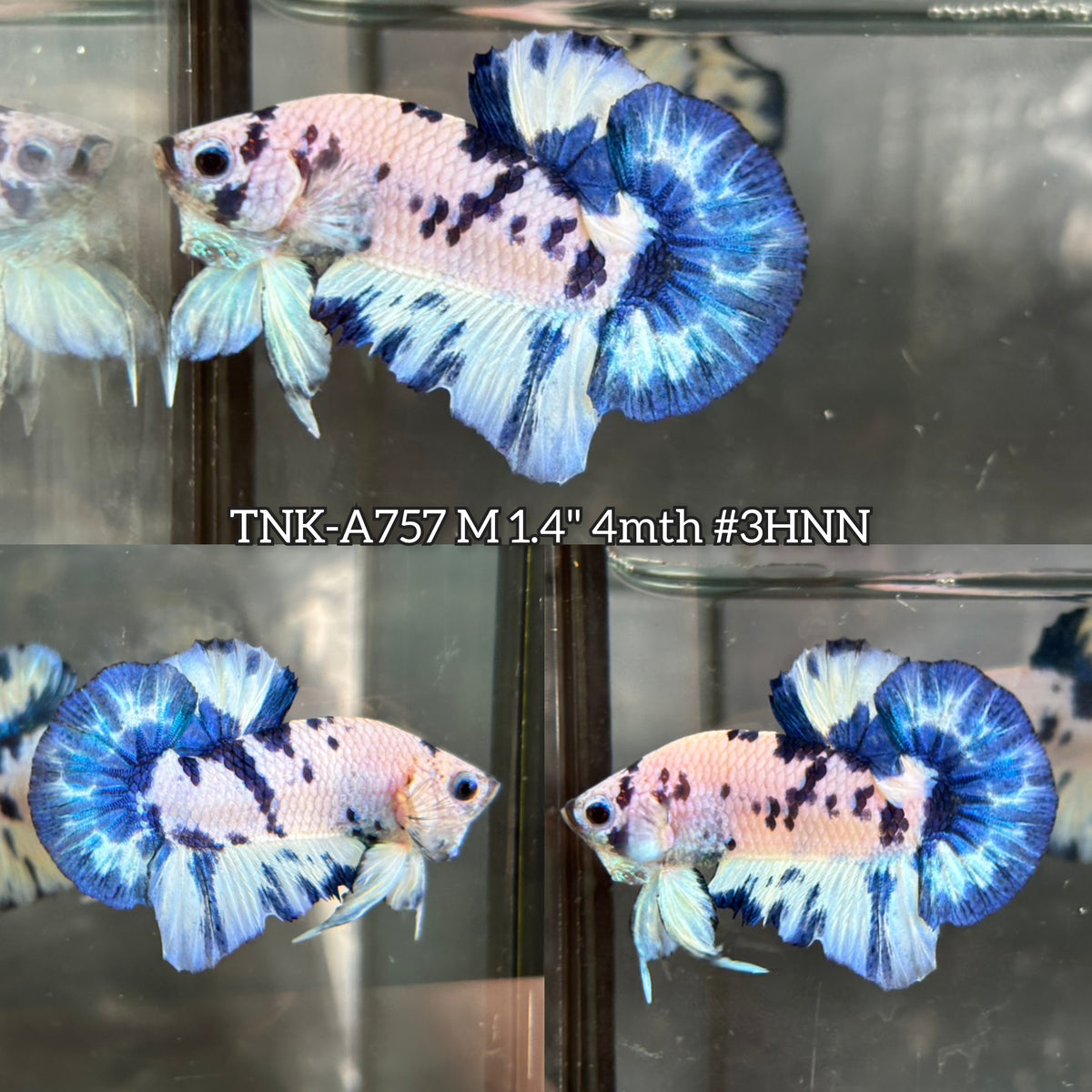 Live Male Betta Blue Marble Polkadot Plakat (TNK-A757) High quality What you see What you get!!