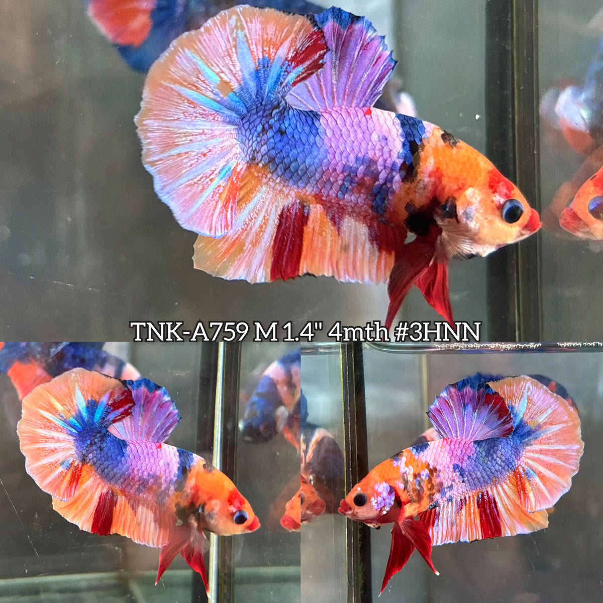 Live Male Betta Candy Sweet Colors Plakat (TNK-A759) High quality What you see What you get!!