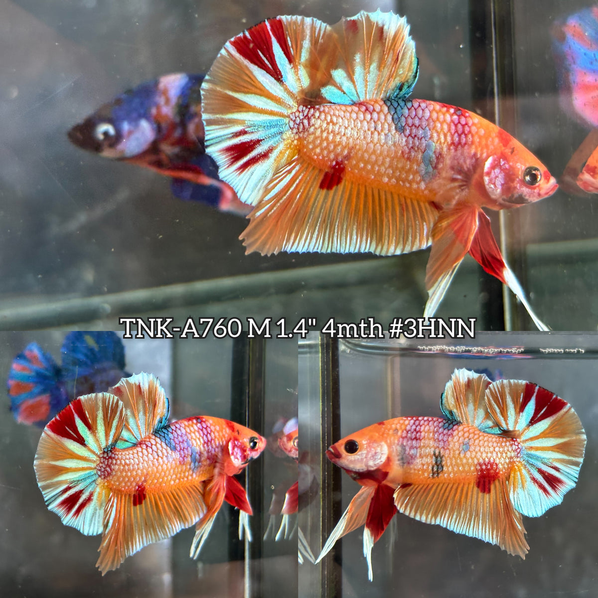 Live Male Betta Nemo Metallic Plakat (TNK-A760) High quality What you see What you get!!