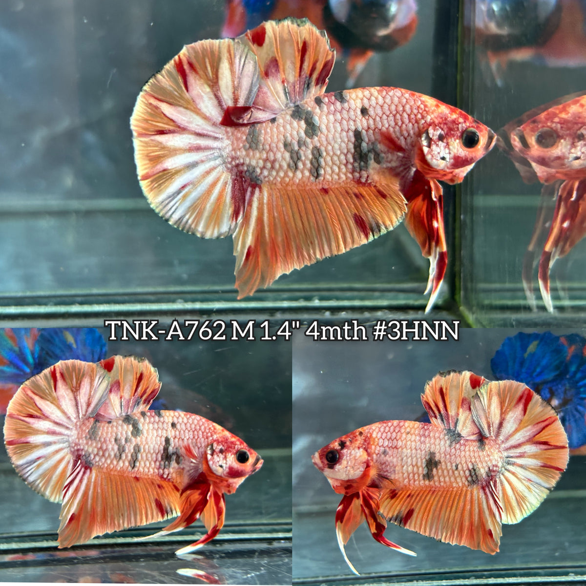 Live Male Betta Orange Copper Nemo Plakat (TNK-A762) High quality What you see What you get!!