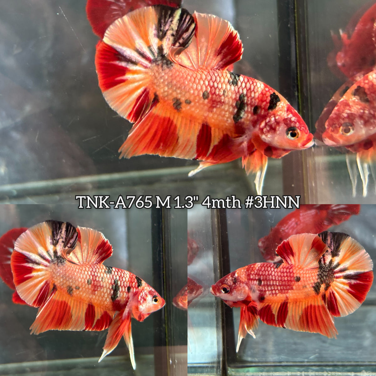 Live Male Betta Orange Copper Nemo Metallic Plakat (TNK-A765) High quality What you see What you get!!