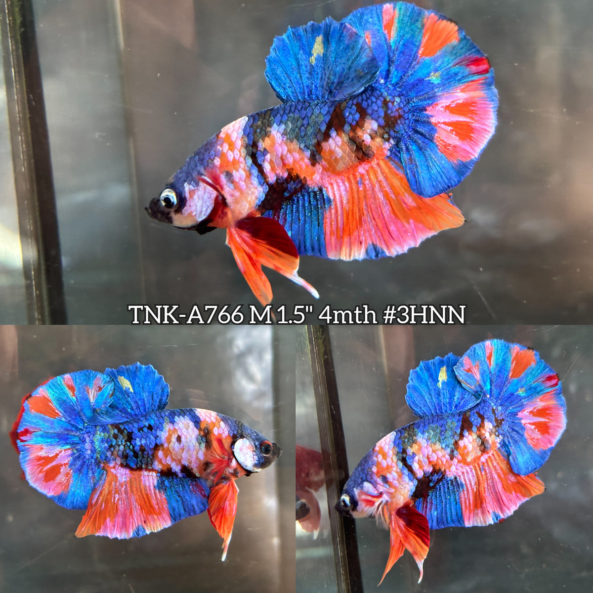 Live Male Betta Orange Blue Galaxy Koi Plakat (TNK-A766) High quality What you see What you get!!