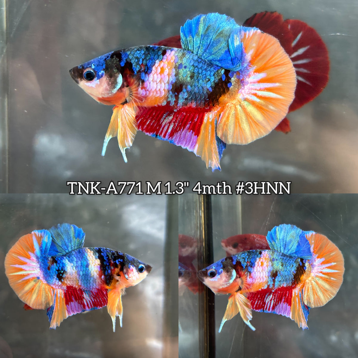 Live Male Betta Galaxy Koi Plakat (TNK-A771) High quality What you see What you get!!