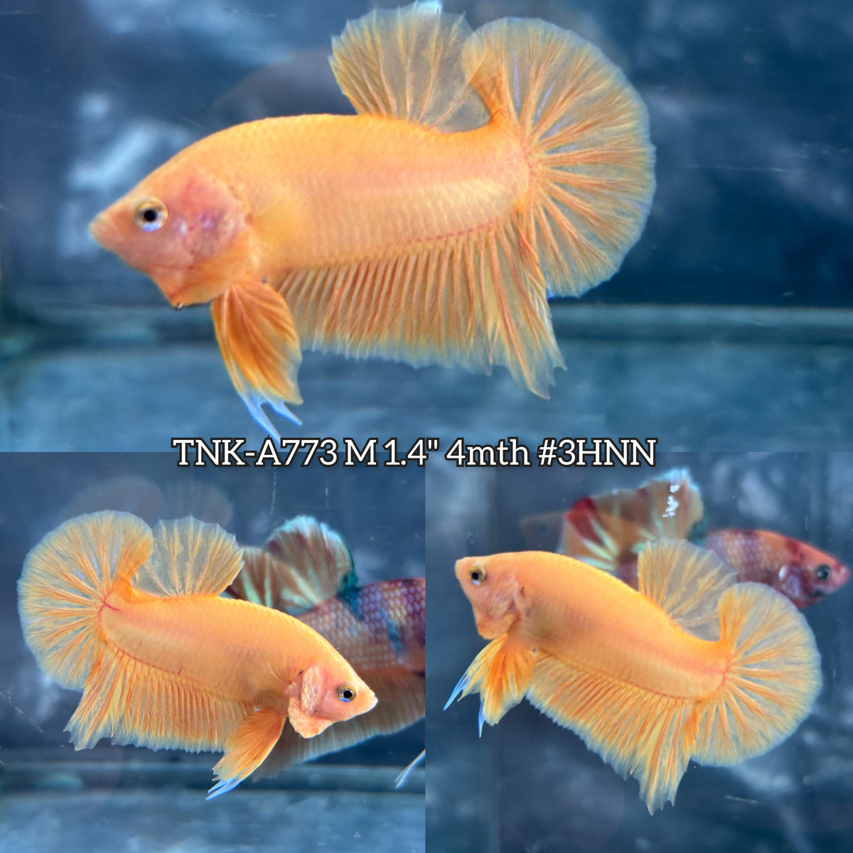 Live Male Betta Super Yellow Solid color Plakat (TNK-A773) High quality What you see What you get!!