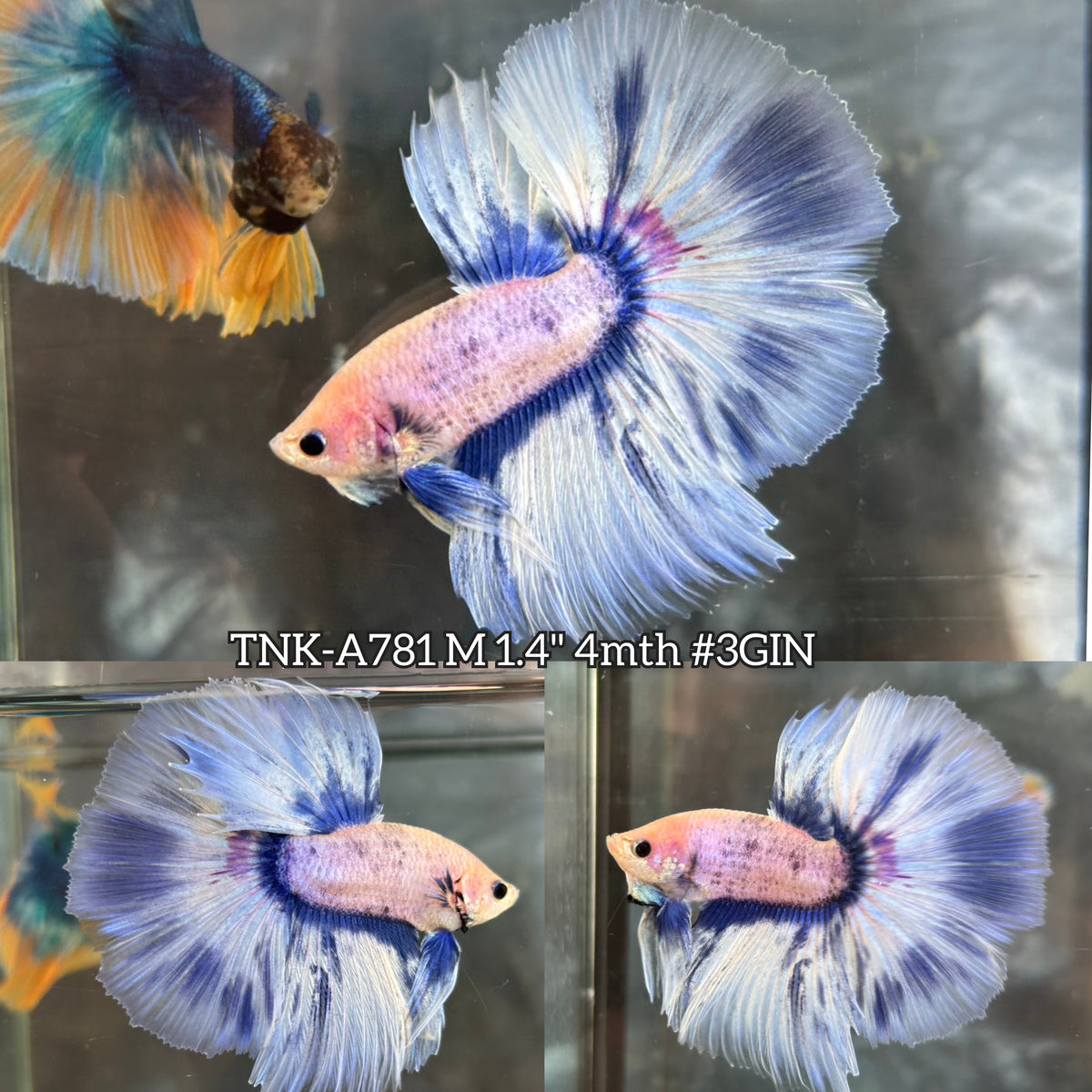 Live Male Betta Fancy Blue Grizzle Halfmoon (TNK-A781) High quality What you see What you get!!