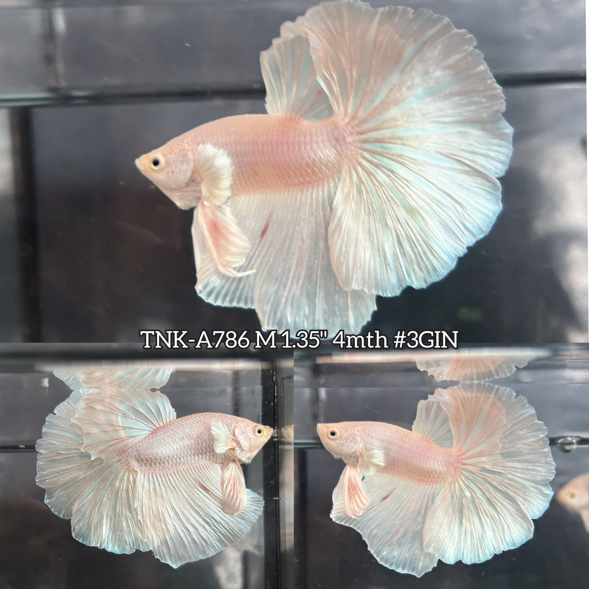 Live Male Betta Platinum White Solid color Halfmoon (TNK-A786) High quality What you see What you get!!