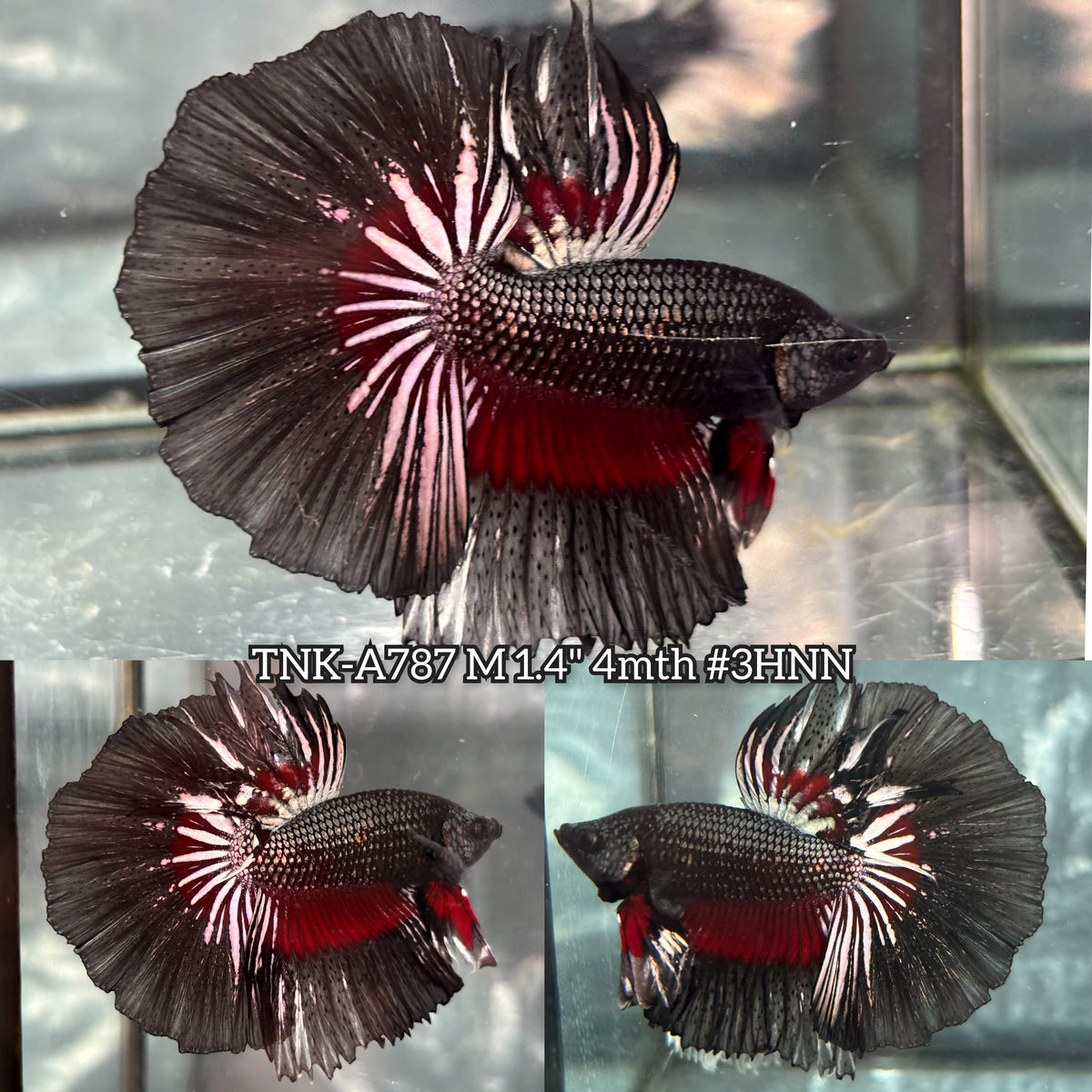 Live Male Betta Black Red Copper Dark scale Halfmoon (TNK-A787) High quality What you see What you get!!