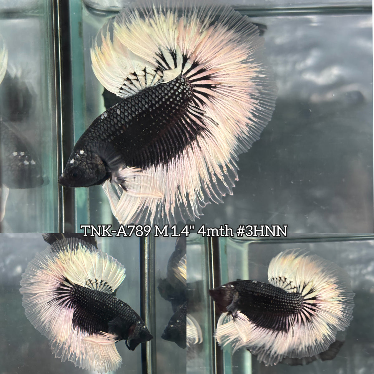 Live Male Betta Black Copper Butterfly Over Halfmoon (TNK-A789) High quality What you see What you get!!