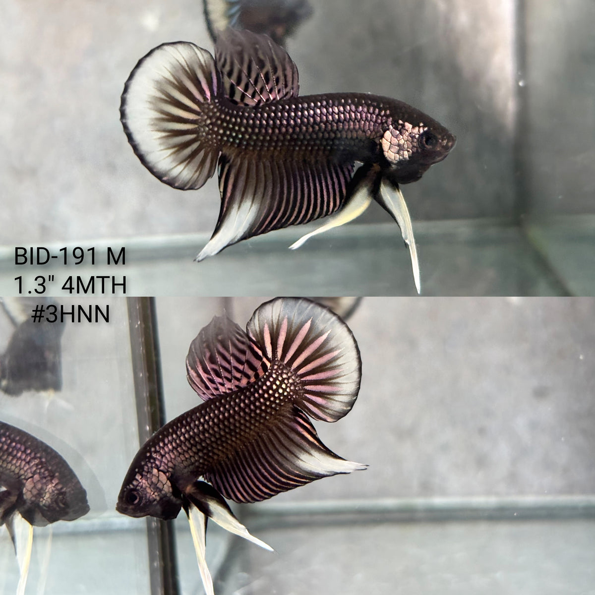 Live Male Betta Copper Yellow Imbellis Hybrid Wild Plakat (BID-191) High quality What you see What you get!!