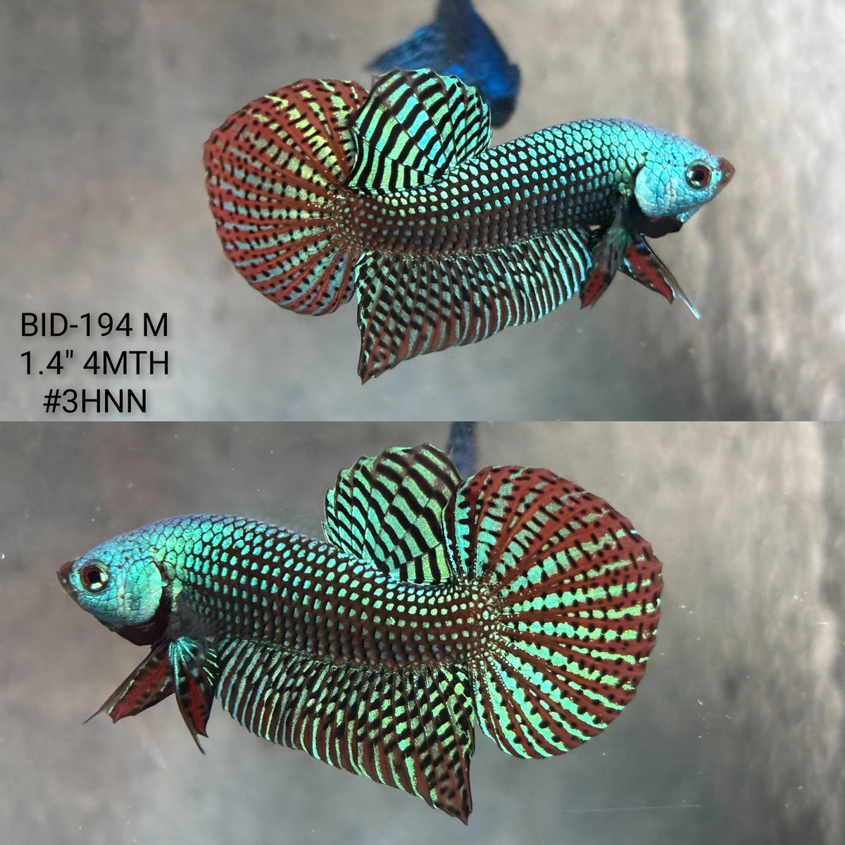 Live Male Betta Green Alien Hybrid Wild Plakat (BID-194) High quality What you see What you get!!