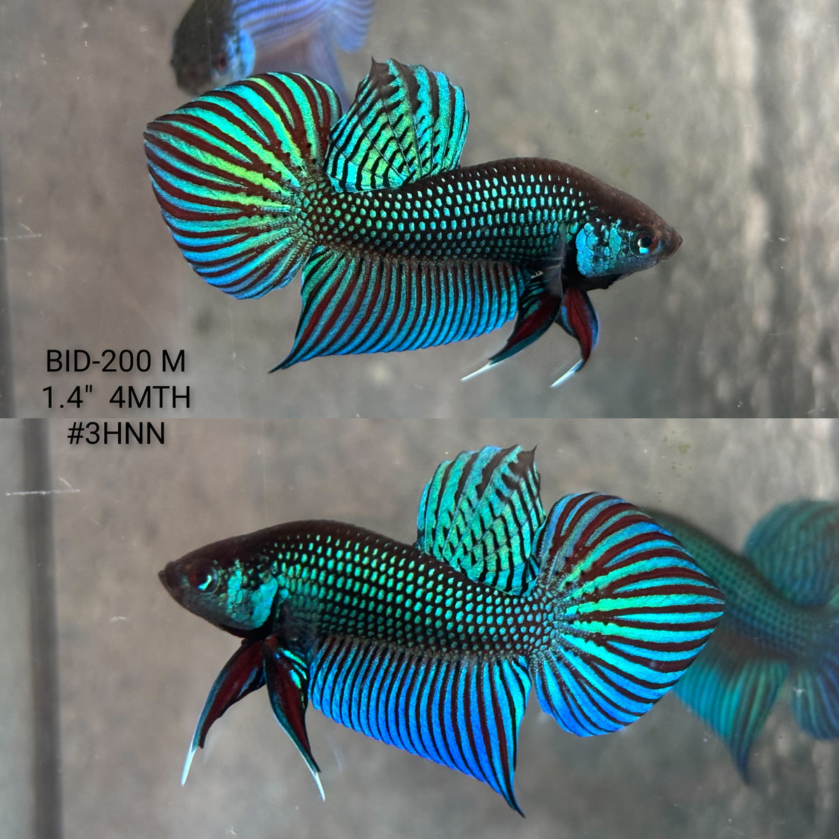 Live Male Betta Green Original Mahachai Wild Plakat (BID-200) High quality What you see What you get!!