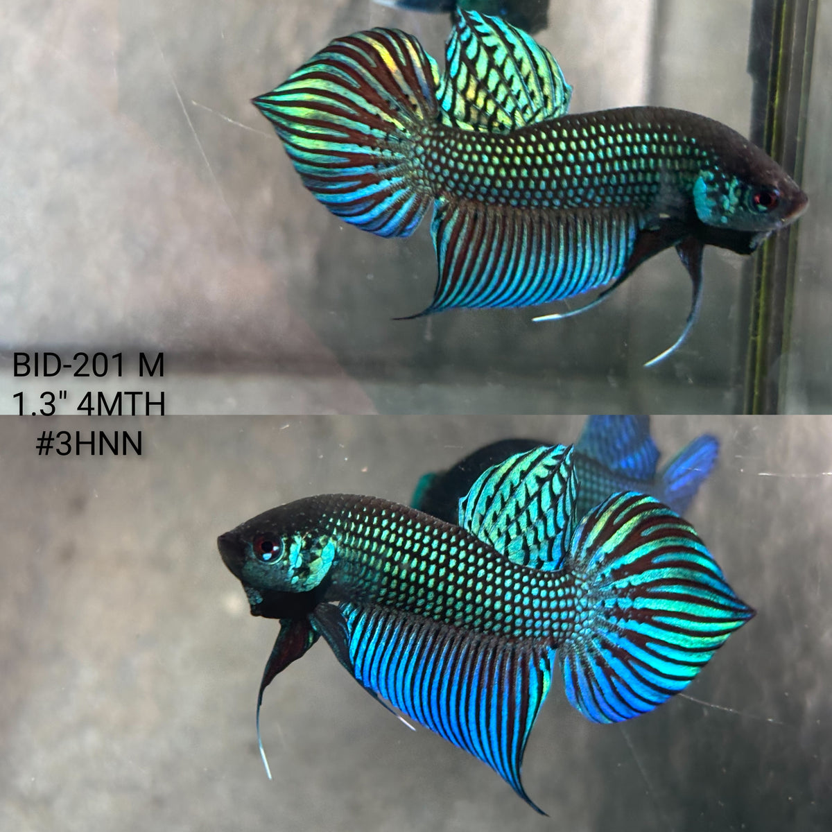 Live Male Betta Green Original Mahachai Wild Plakat (BID-201) High quality What you see What you get!!