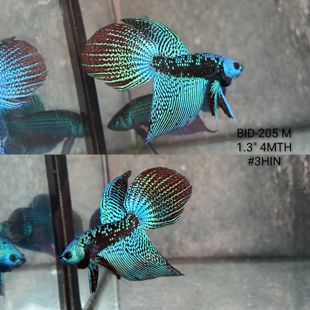 Live Male Betta Green Turquoise Samurai Alien Hybrid Wild Long tail (BID-205) High quality What you see What you get!!