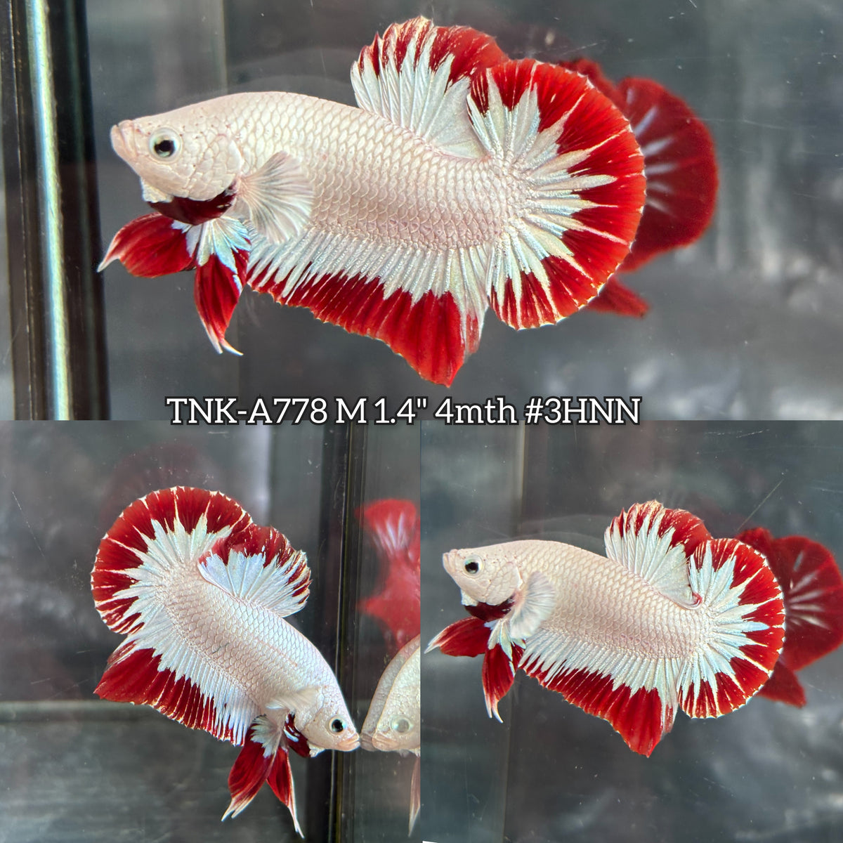 Live Male Betta Red Snow Dragon Plakat (TNK-A778) High quality What you see What you get!!