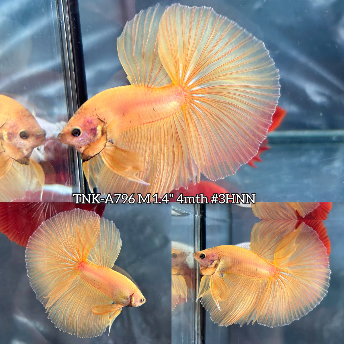 Live Male Betta Super Yellow Solid color Over Halfmoon (TNK-A796) High quality what you see what you get!!