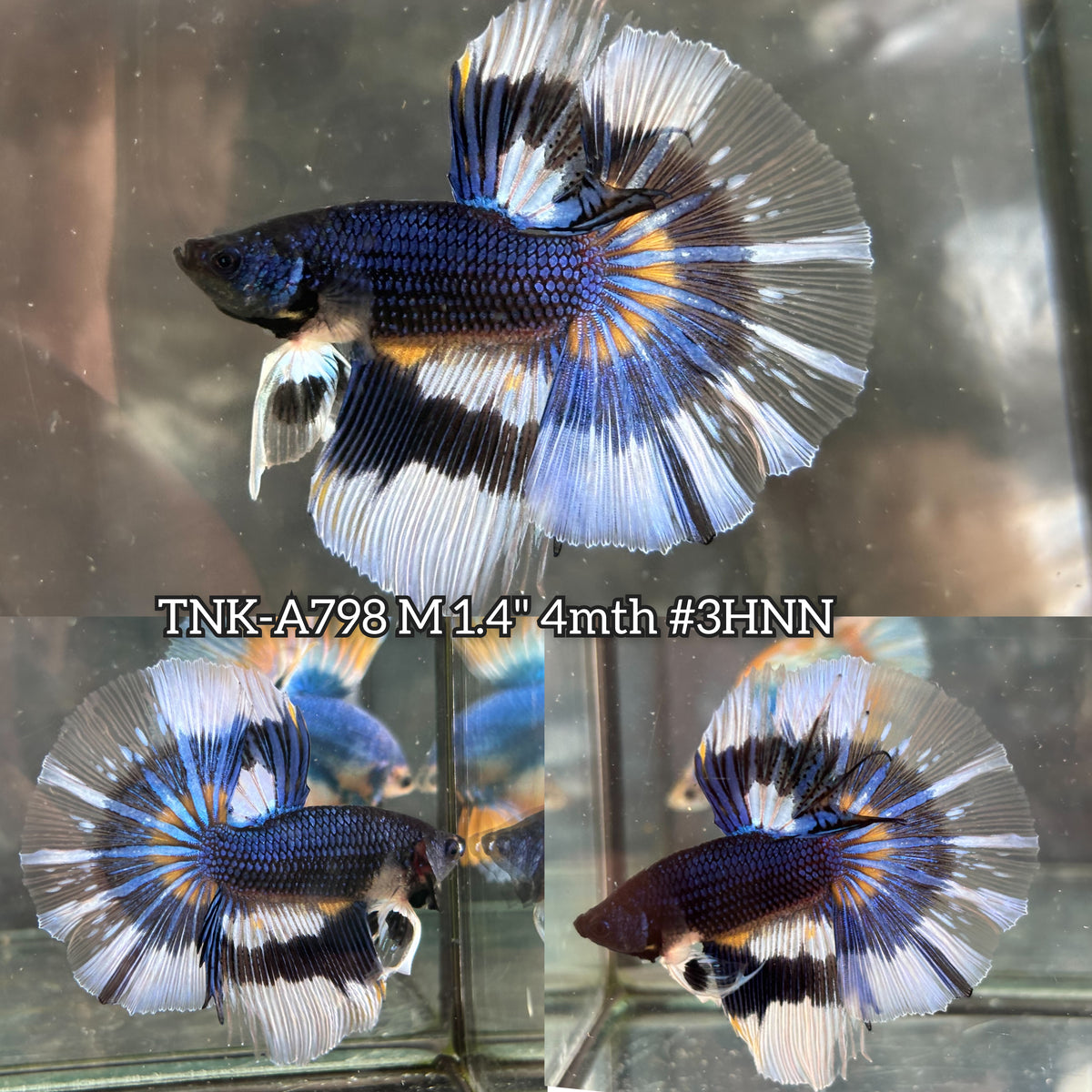 Live Male Betta Black Yellow Mustard Pattern Over Halfmoon (TNK-A798) High quality what you see what you get!!