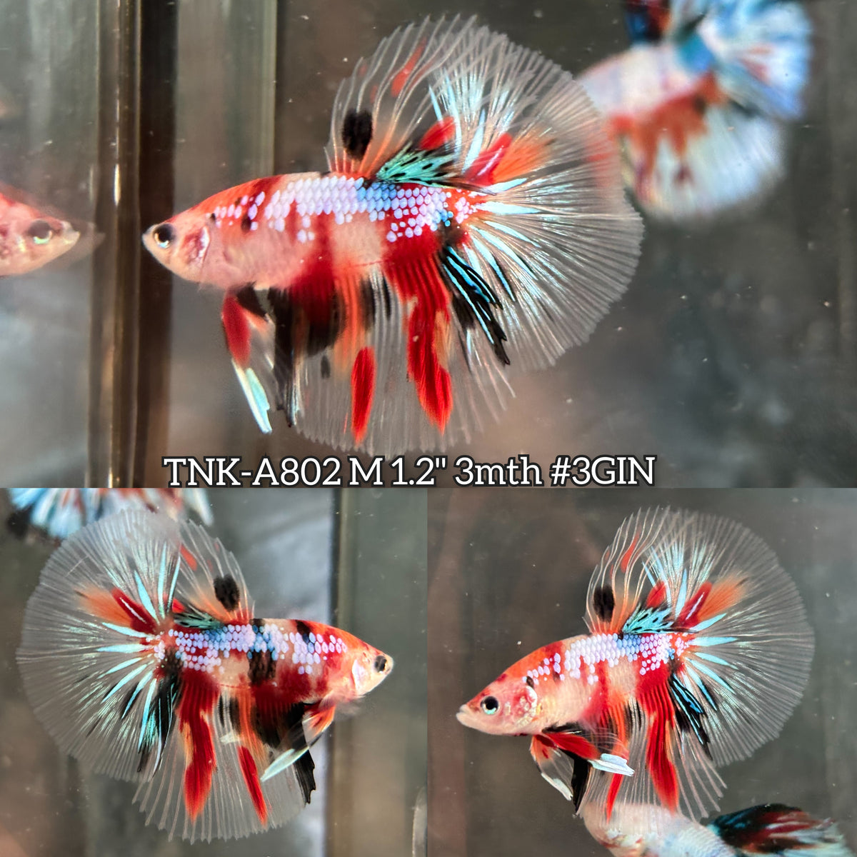 Live Male Betta Galaxy Koi Halfmoon (TNK-A802) High quality what you see what you get!!