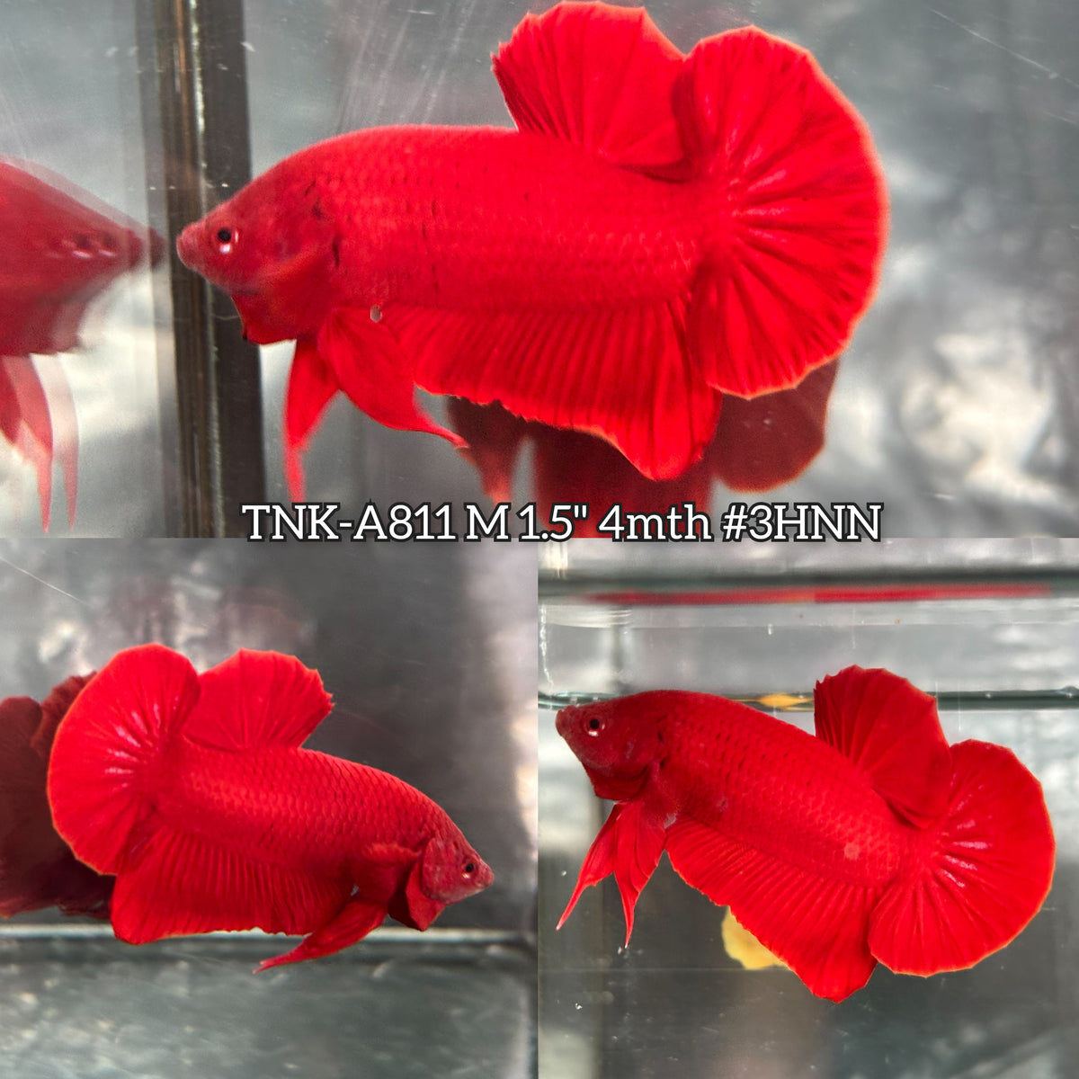 Live Male Betta Super Red Solid color Plakat (TNK-A811) High quality what you see what you get!!
