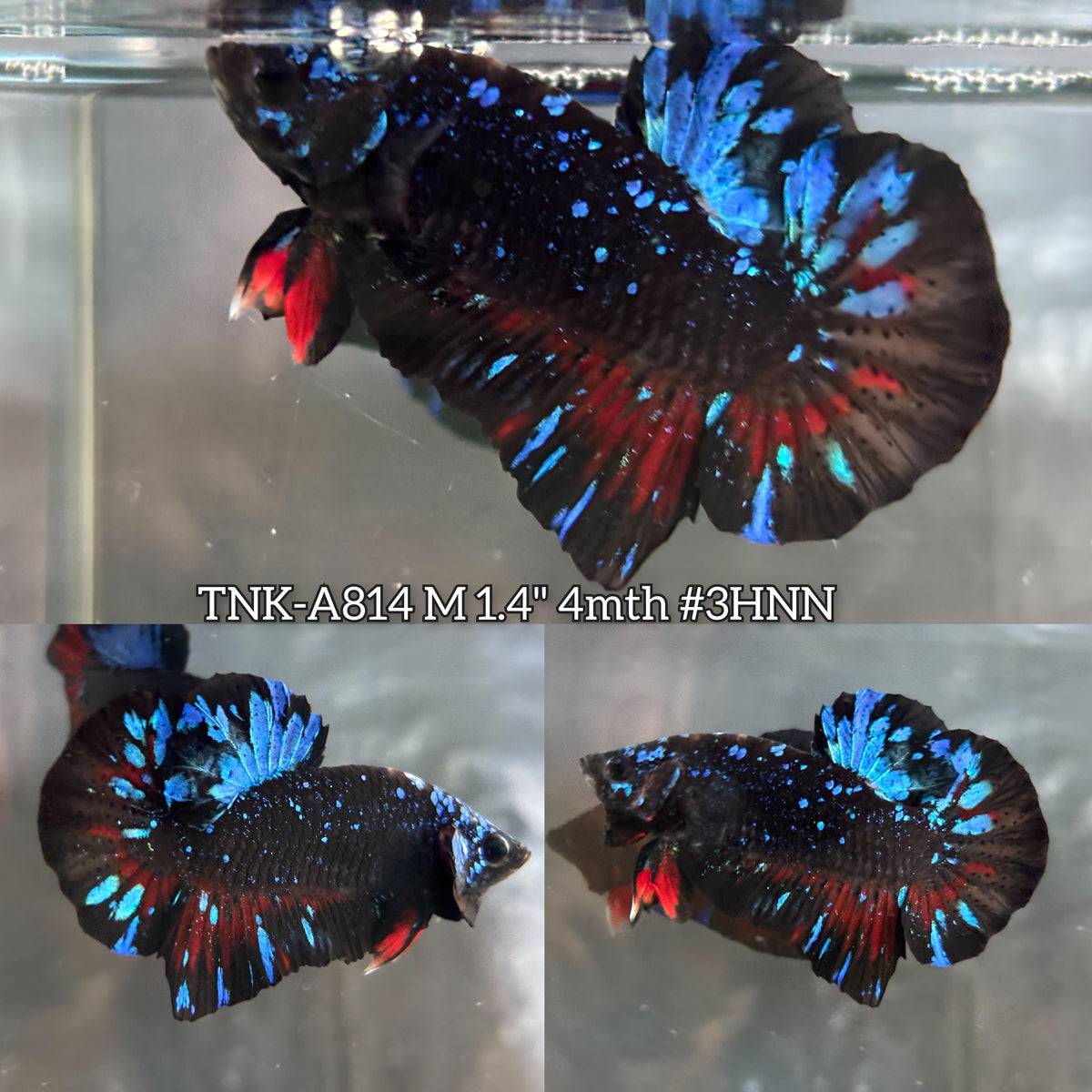 Live Male Betta Black Galaxy Avatar Plakat (TNK-A814) High quality what you see what you get!!