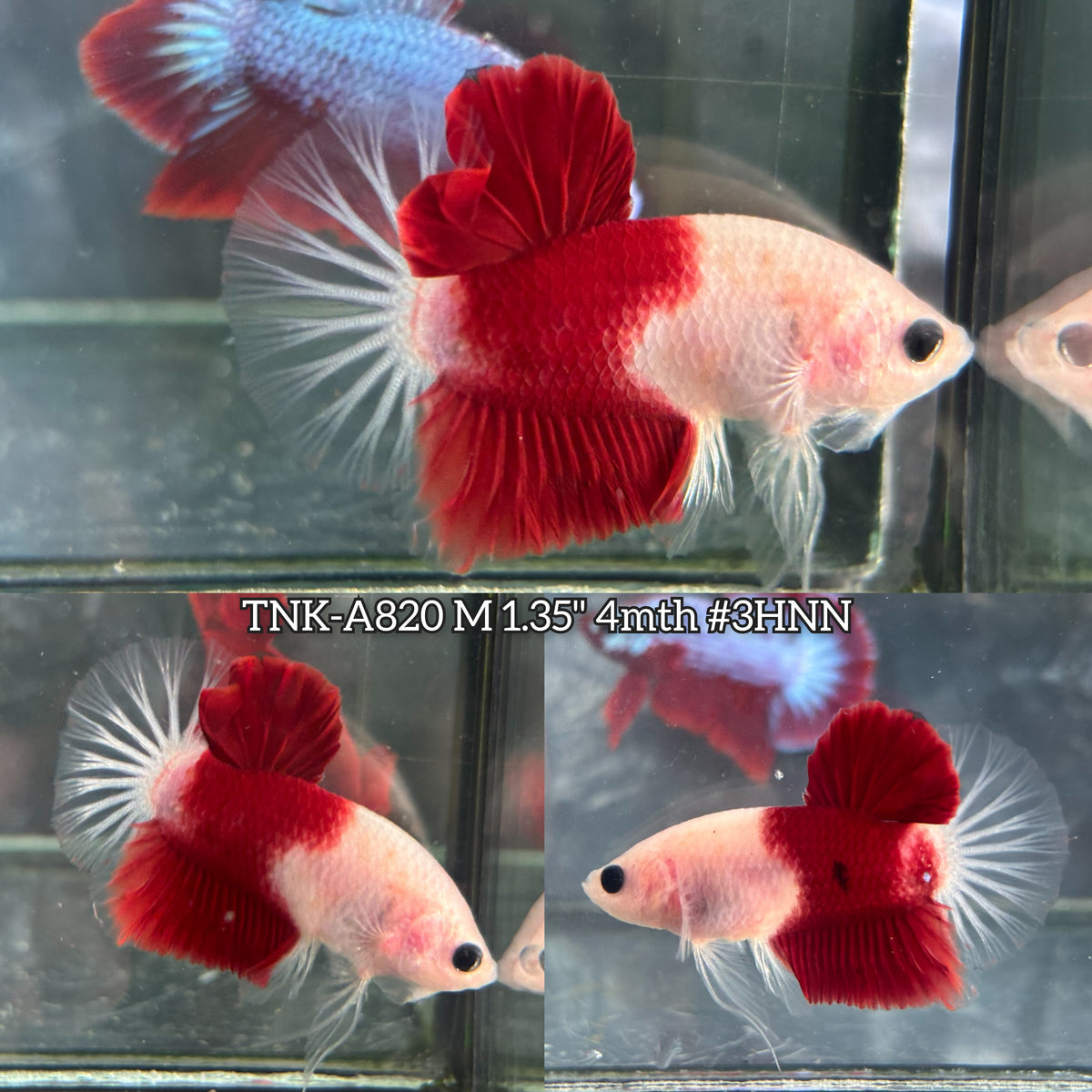 Live Male Betta Classic Red Marking Koi Plakat (TNK-A820) High quality what you see what you get!!