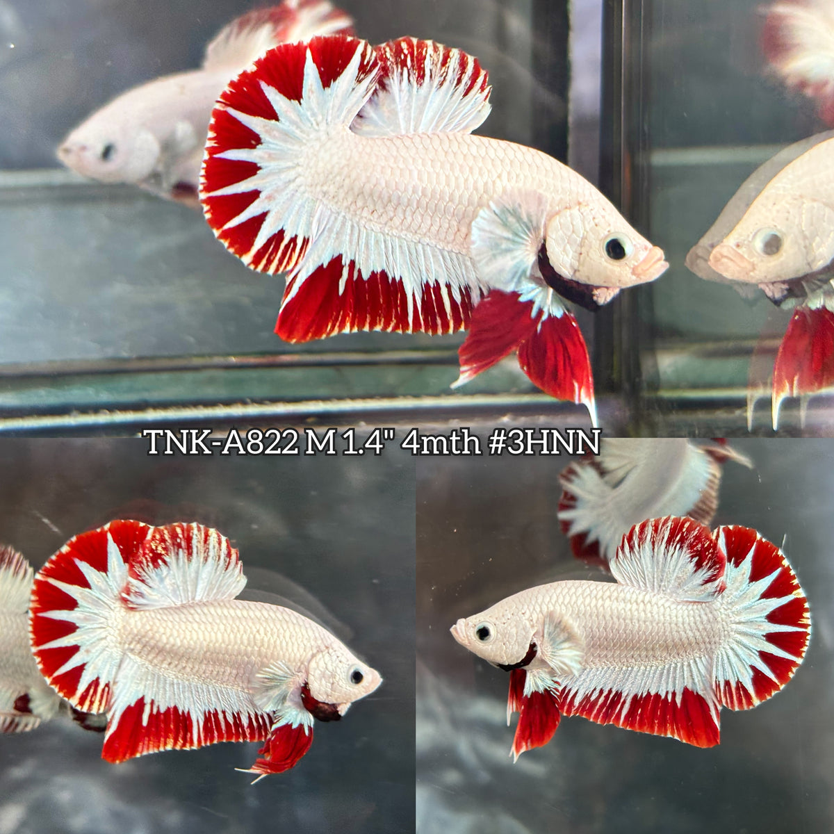 Live Male Betta Red Snow Dragon Plakat (TNK-A822) High quality what you see what you get!!