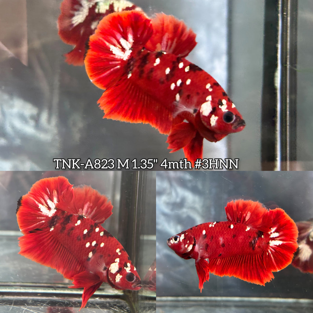Live Male Betta Red Galaxy Stardust Plakat (TNK-A823) High quality what you see what you get!!