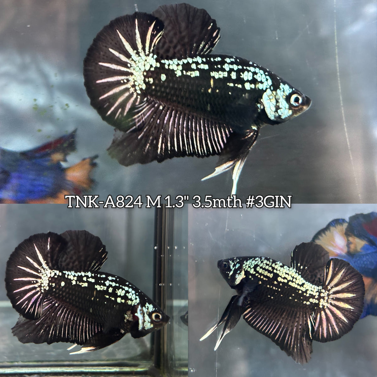 Live Male Betta Black Samurai Warrior Plakat (TNK-A824) High quality what you see what you get!!