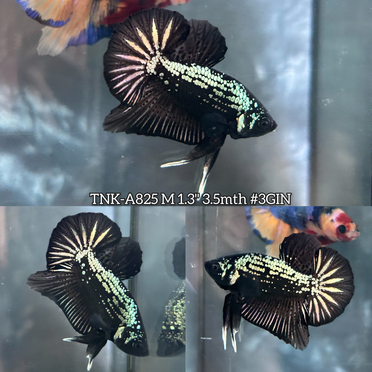 Live Male Betta Black Samurai Warrior Plakat (TNK-A825) High quality what you see what you get!!