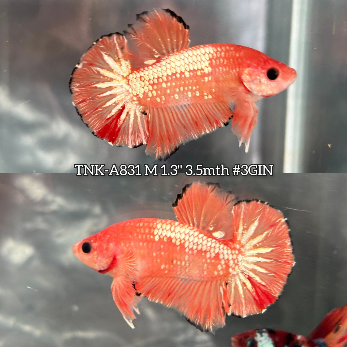 Live Male Betta Fancy Orange Vanda Hellboy Plakat (TNK-A831) High quality what you see what you get!!