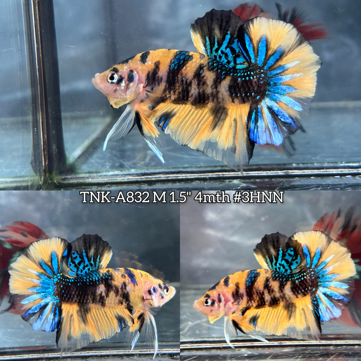 Live Male Betta Yellow Black Tiger Metallic Koi Plakat (TNK-A832) High quality what you see what you get!!