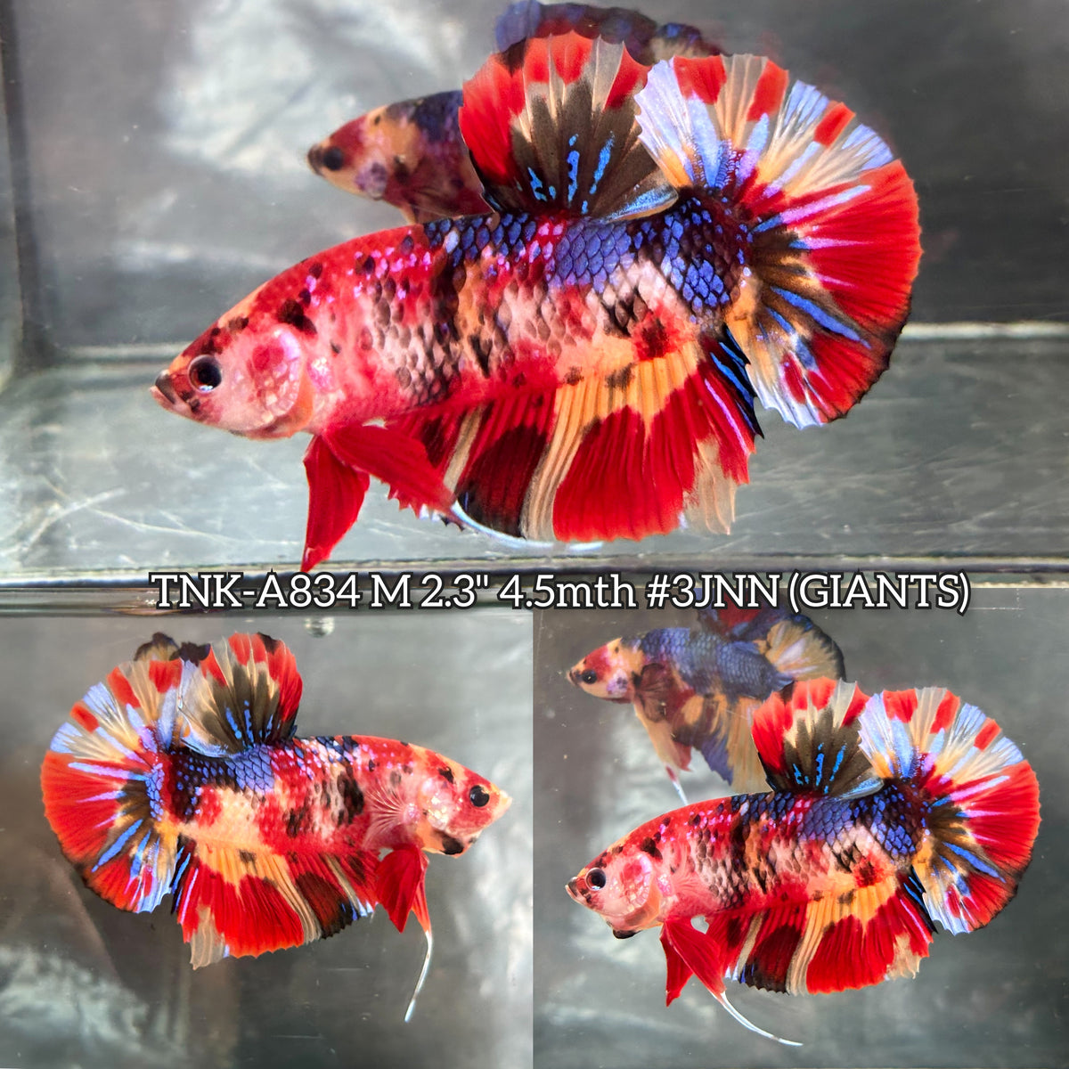 Live Male Betta Red Metallic Koi Giants Plakat (TNK-A834) High quality what you see what you get!!
