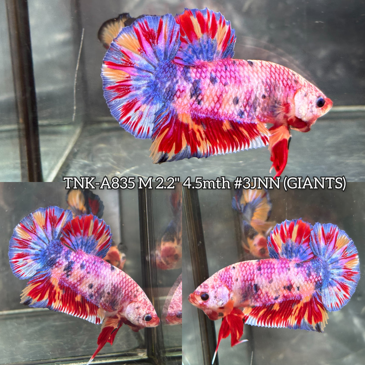 Live Male Betta Candy Sweet Multicolors Giants Plakat (TNK-A835) High quality what you see what you get!!