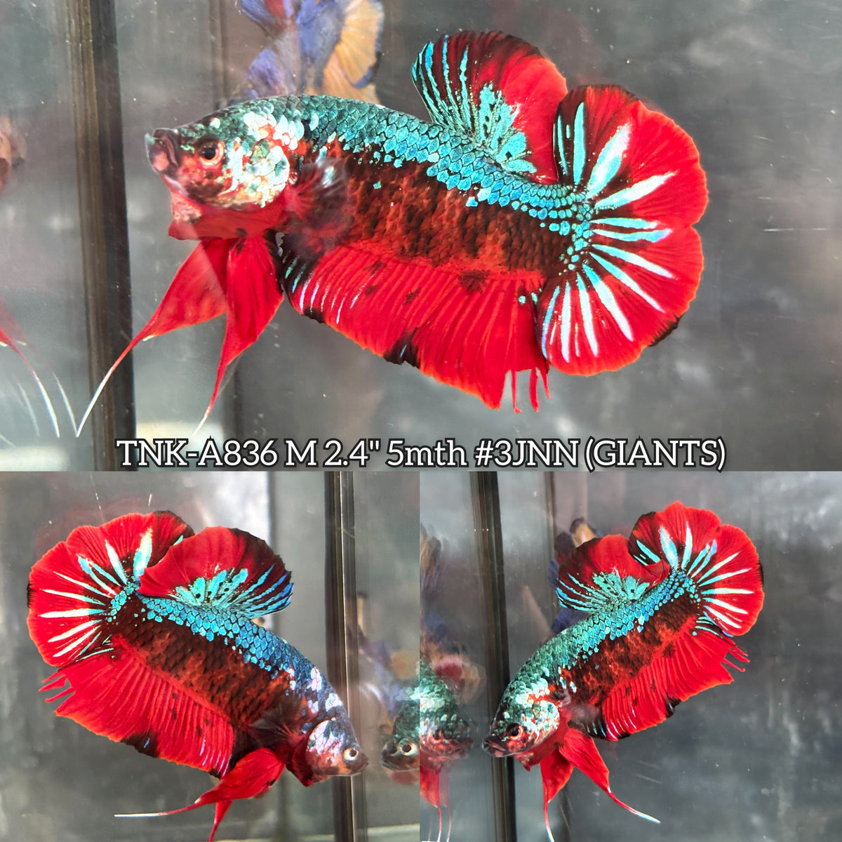 Live Male Betta Red Green Morakot Galaxy Giants Plakat (TNK-A836) High quality what you see what you get!!