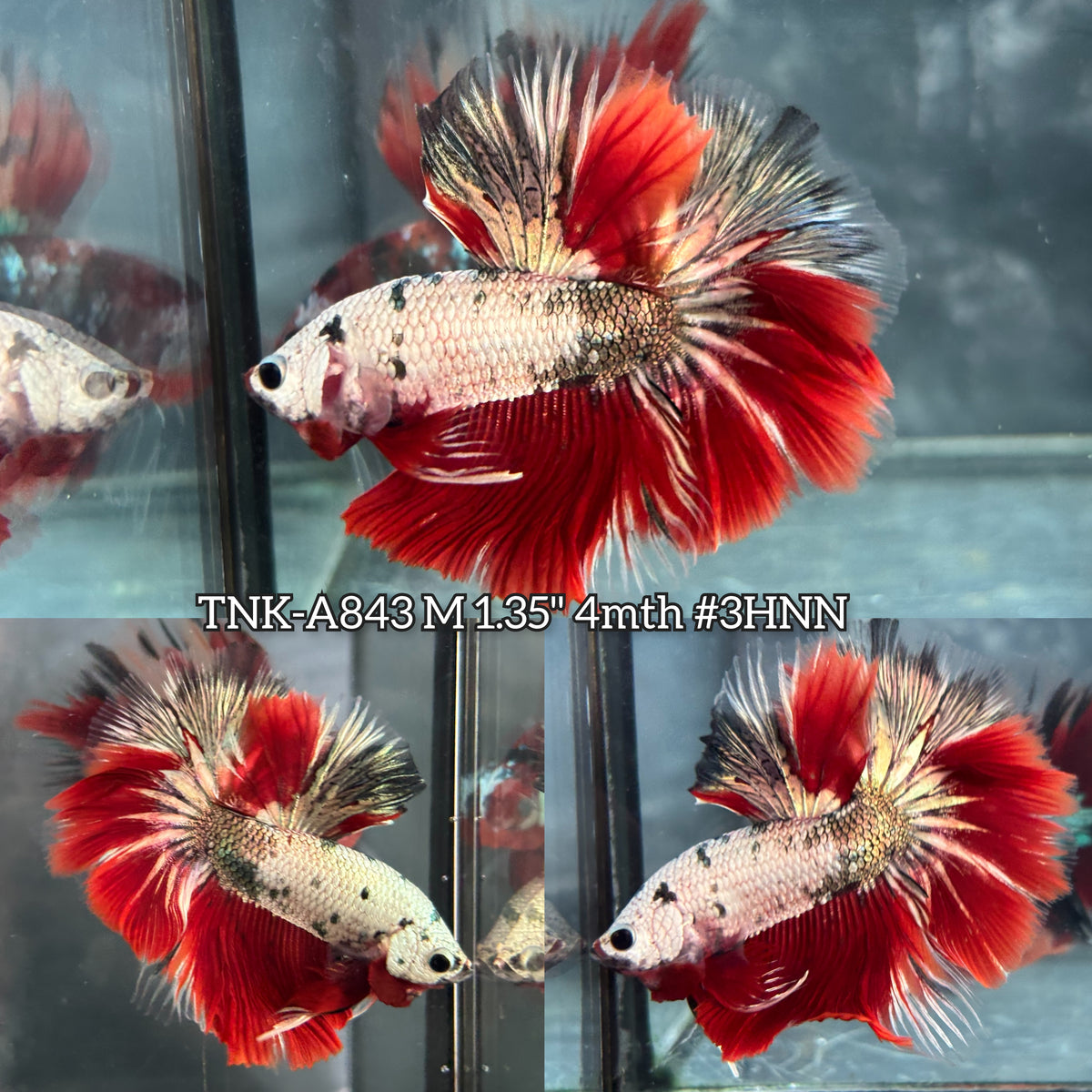 Live Male Betta Fancy Red Copper Dragon Over Halfmoon (TNK-A843) High quality what you see what you get!!
