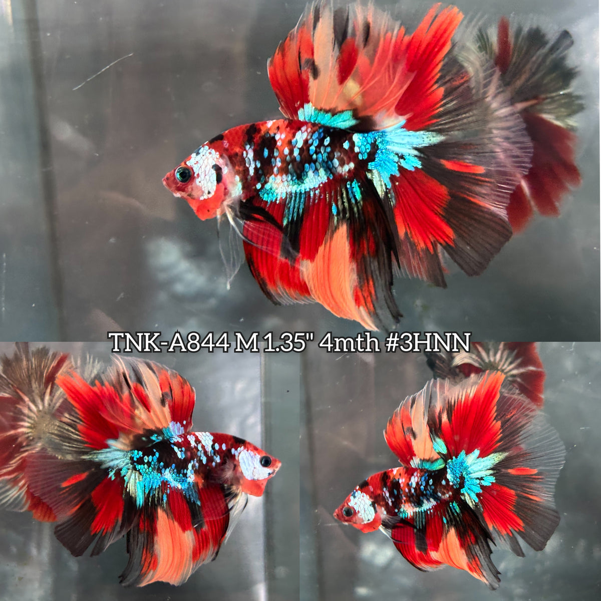 Live Male Betta Nemo Galaxy Halfmoon (TNK-A844) High quality what you see what you get!!