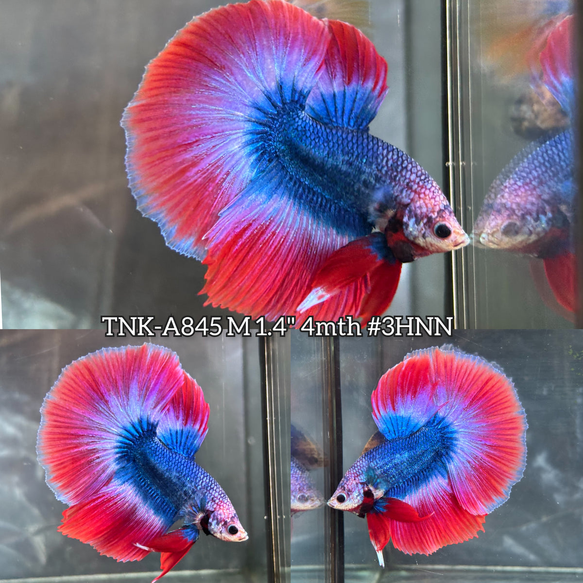 Live Male Betta Red Blue Mascot Over Halfmoon (TNK-A845) High quality what you see what you get!!