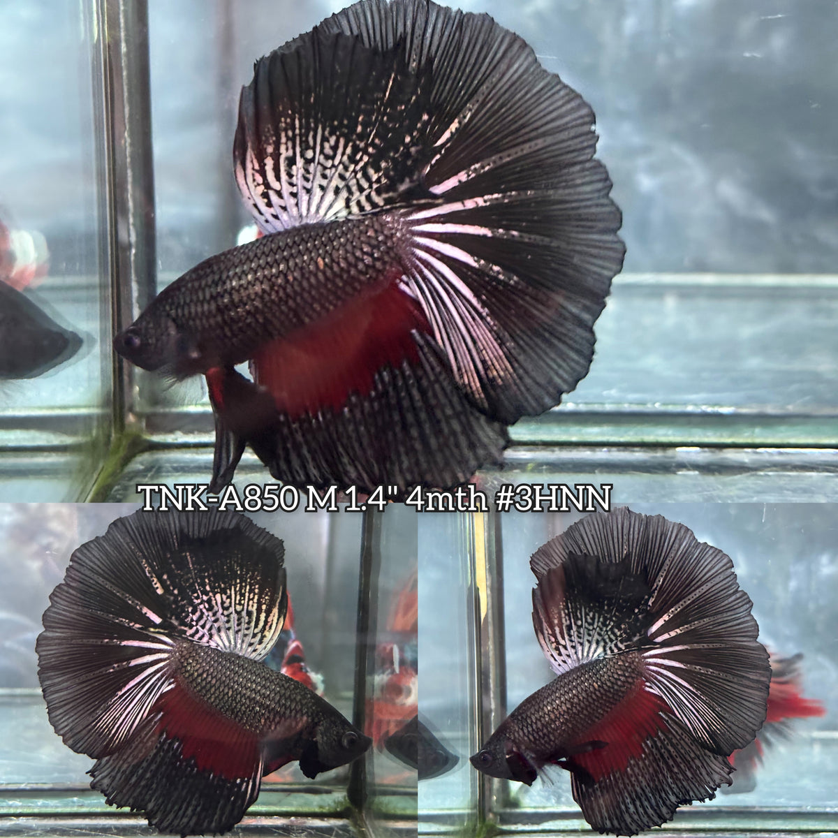 Live Male Betta Fancy Copper Dragon Dark Over Halfmoon (TNK-A850) High quality what you see what you get!!