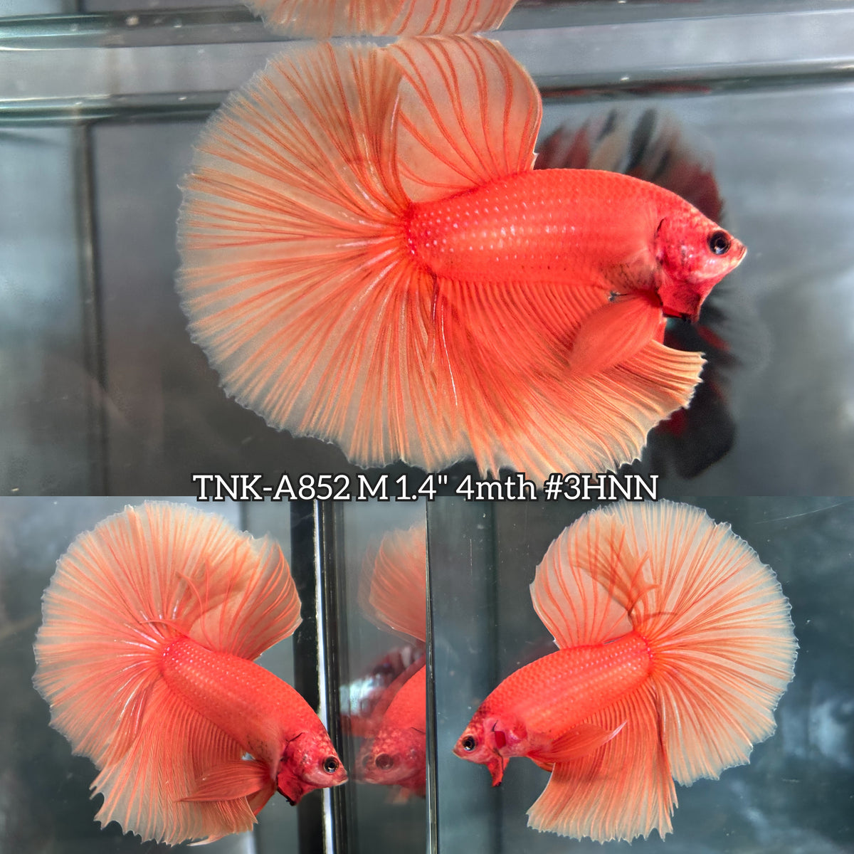 Live Male Betta Super Orange Solid color Over Halfmoon (TNK-A852) High quality what you see what you get!!