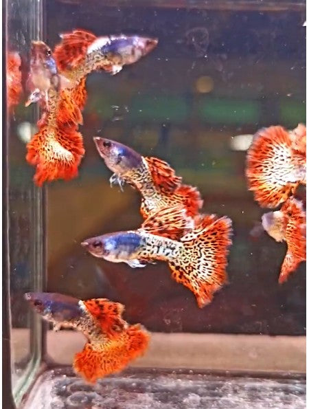 Metal Red Lace guppy