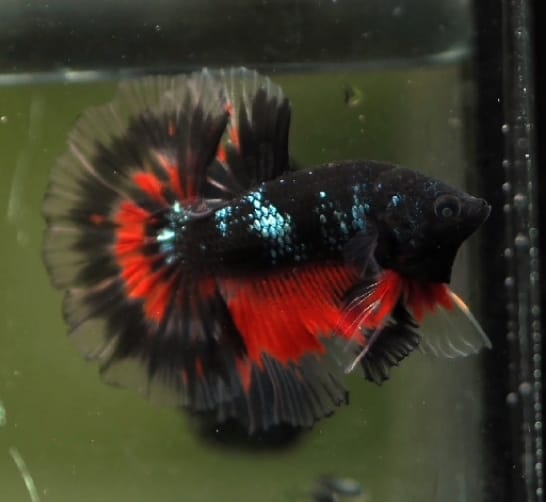 Black Galaxy Halfmoon Male Betta Rosetail