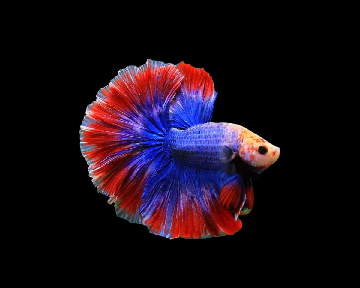 Halfmoon Male betta muscot and flag pattern