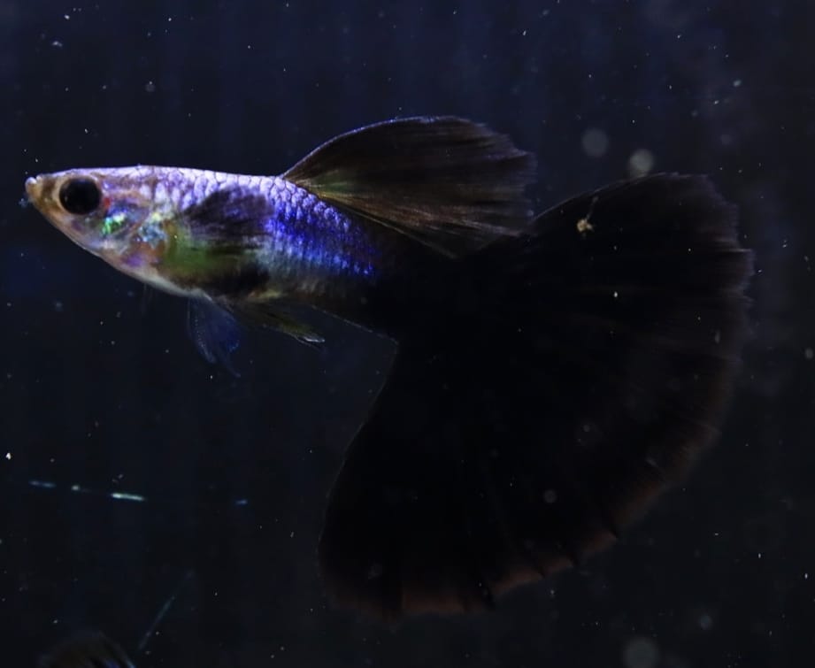 Live Fancy Guppy Fish Premium Quality Lazuri Big Black Tail (CGP-123)